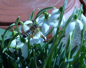 Mehr über den Artikel erfahren Rückblick: Bienenjahr 2021